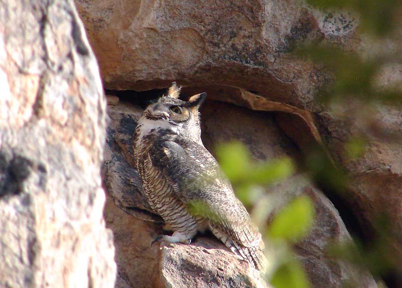 Owl near End Loop 2.19.2006