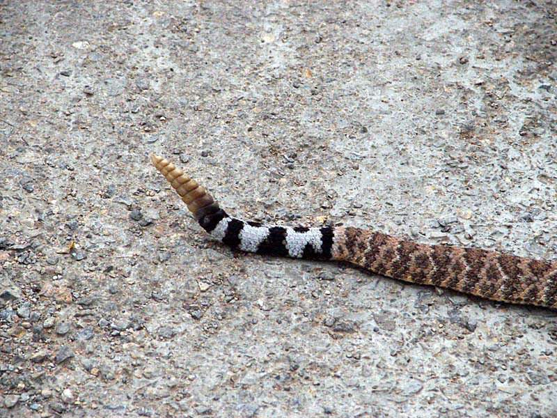 rattler tail