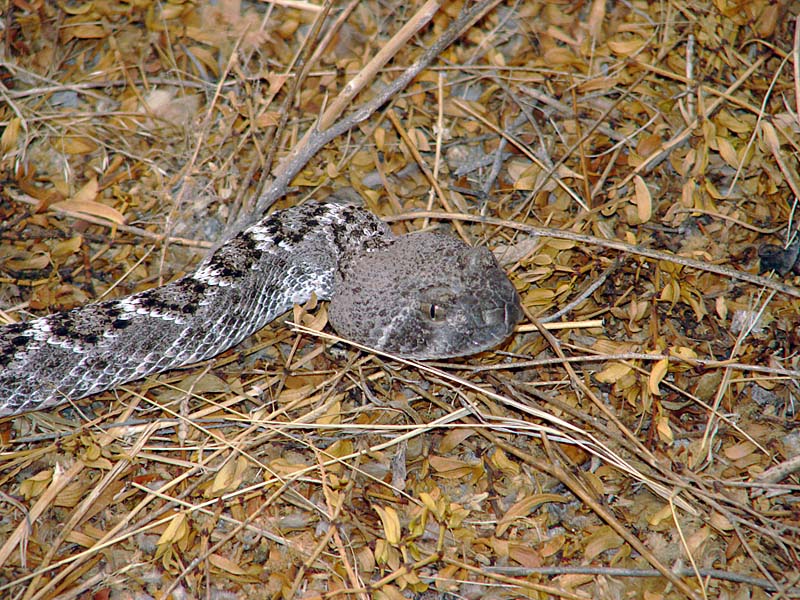 rattler head